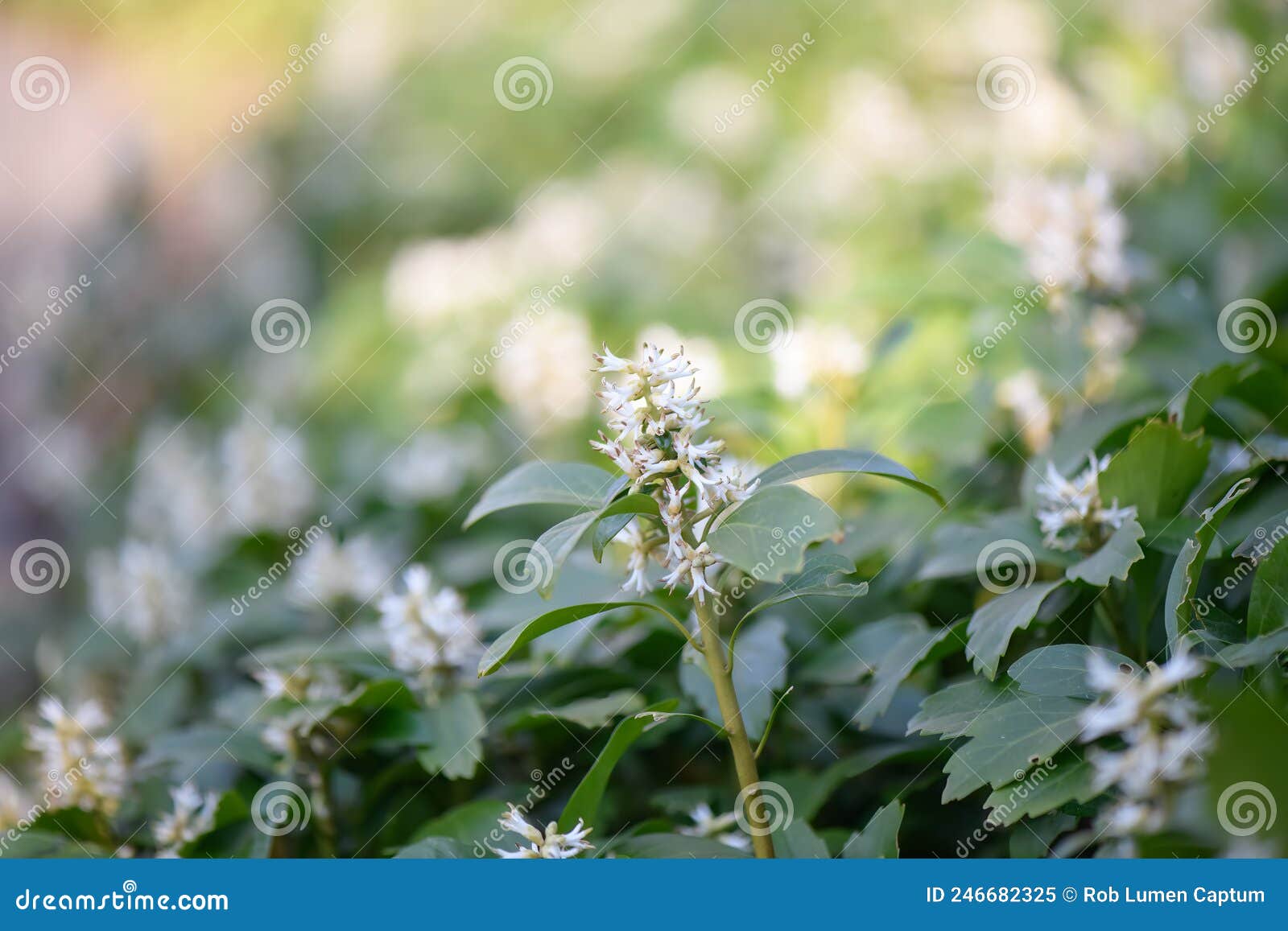 japanese pachysandra terminalis, plants with white flowers
